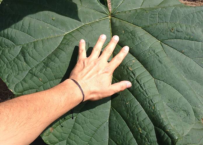 arbol paulownia