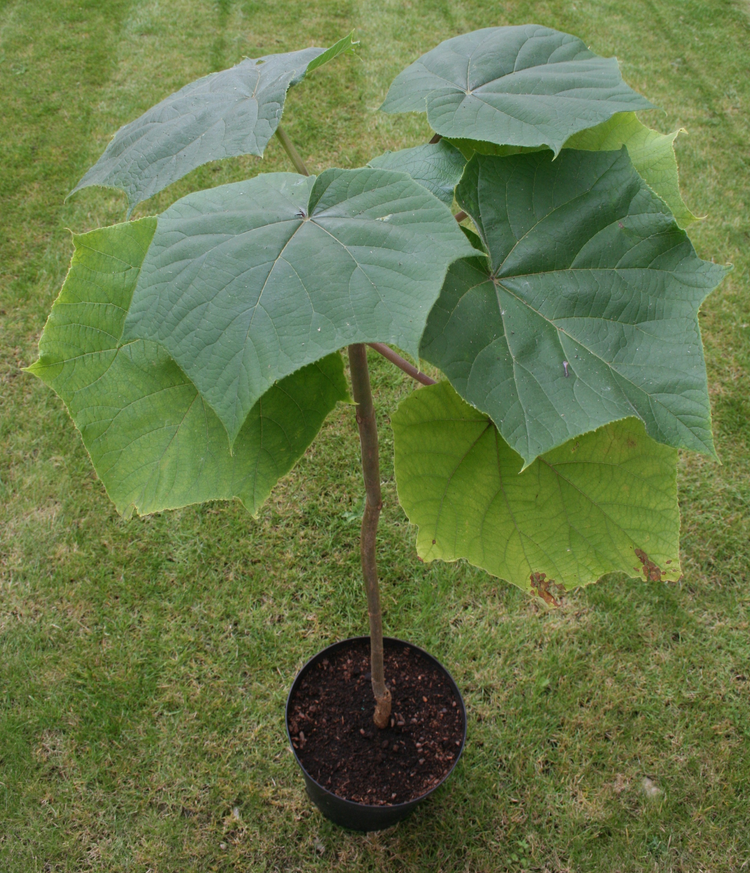 arbol paulownia