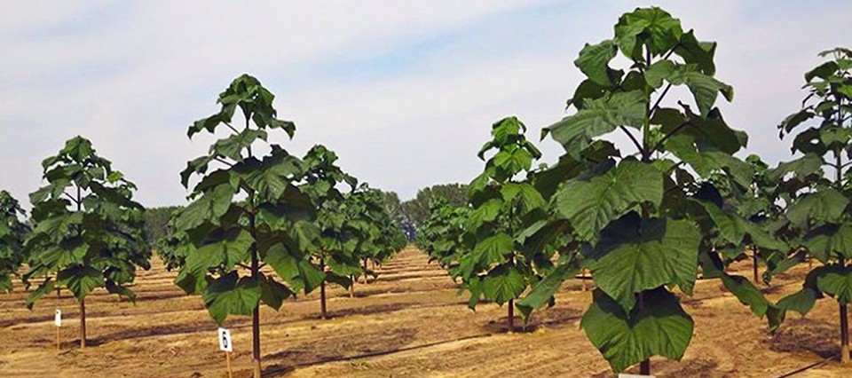 arbol paulownia